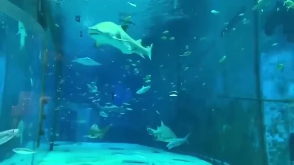 救援受困的鬃狼
